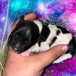 Desi - Blue male Chinese Crested puppy in Brooksville, Florida from Ariella Standard Poodles & Chinese Cresteds