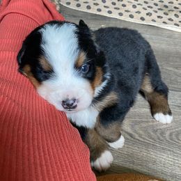 Ava - Tri-color female Bernese Mountain Dog puppy in Rural Retreat, Virginia from Bernese Bunker