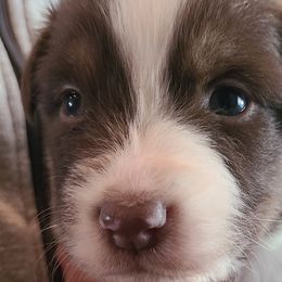 Red Tri Boy - Red tri-color Australian Shepherd puppy in Fresno, California from Ellison Family Homestead