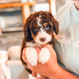 Sweet Pea - Brown and white female Aussiedoodle puppy in Beaver, Utah from Rocky Ridge Ranch
