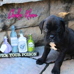 Boxer Puppies from Music City Boxers