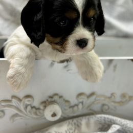 Cavalier King Charles Spaniel and Labrador Retriever Puppies from Happy Tails Kennel