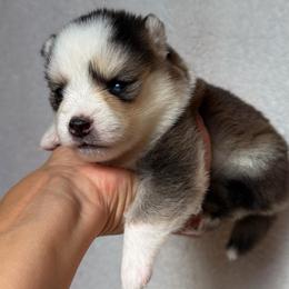 Daisy - Tri-color female Pomsky puppy in Mc Minnville, Oregon from West Coast Pomskies