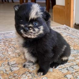 Moxie - Blue merle female Pomeranian puppy in Raymondville, Missouri from Pampered Pomskies