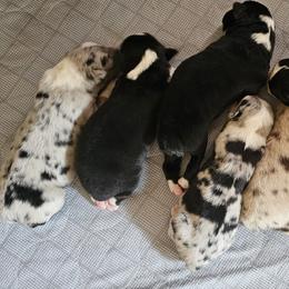 Australian Shepherd Puppies from Gypsy River Aussies