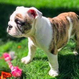 Belva - Fawn brindle and white female Bulldog puppy in Laurel, Montana from Bull Mountain Bulldogs