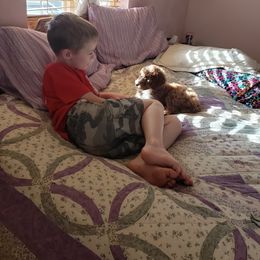 Aussiedoodle, Bernedoodle, and Poodle Puppies from Color Country Doodles