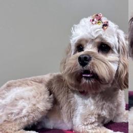 Sally - Cockapoo