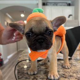 Charm - Fawn female French Bulldog puppy in Riverview, Florida from The Frenchie Lady Co.