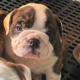Cooter - Brindle male Bulldog puppy in Seneca, South Carolina from Burrell’s Bulldog Kingdom