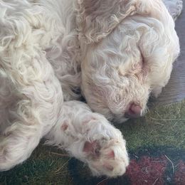 Yellow - Off-white Lagotto Romagnolo puppy in Westlake, Oregon from Premier Truffles