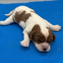 Cody - Blenheim male Cavalier King Charles Spaniel puppy in Burke, New York from Patti’s Puppies