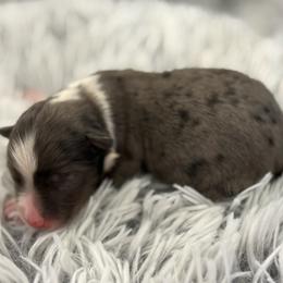 Cass - Blue merle female Miniature Australian Shepherd puppy in Ambrose, Georgia from Brandilyn's Aussies