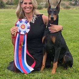 Doberman Pinscher All Grown Up from Hierarch Dobermans