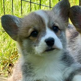 Evan - Red male Pembroke Welsh Corgi puppy in Inola, Oklahoma from Pine Lane Pembrokes