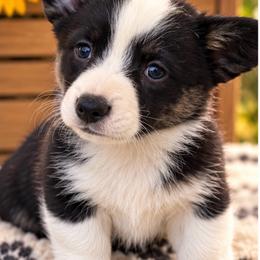Pearl - Black and white female Cardigan Welsh Corgi puppy in Kerens, West Virginia from Leather & Lace