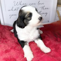Acadia - Black and white female Sheepadoodle puppy in Roseburg, Oregon from Sharon’s Sheepadoodle’s