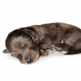 Dapple Male - Pet Only - Limited AKC - Cream male Dachshund puppy in Nashville, Tennessee from Farmhouse Sausages - Located in TN delivers all over US including California