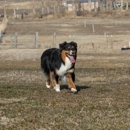 Australian Shepherd All Grown Up from Eventide Australian Shepherds