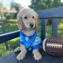 Matcha - Apricot male Goldendoodle puppy in Warren, Michigan from Annette Patterson