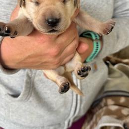 Male 4 - Yellow male Labrador Retriever puppy in Yamhill, Oregon from FitzGerald Kennels