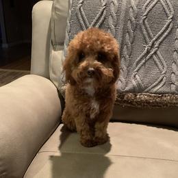 Rhea - Poodle