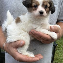 Papillon Puppies from Butterfly Ridge