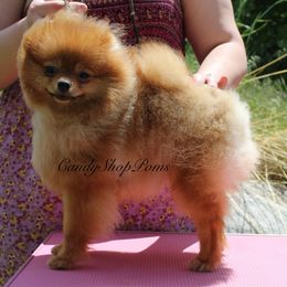 Ralphie - Orange male Pomeranian puppy in Lehi, Utah from Candy Shop Poms