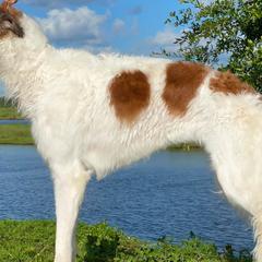 Borzois from Kohinoor Borzoi