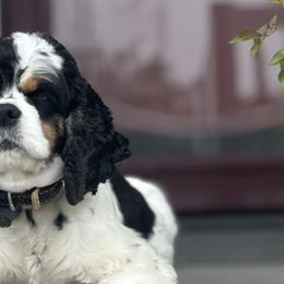 Cocker Spaniels from Reuter’s Cockers