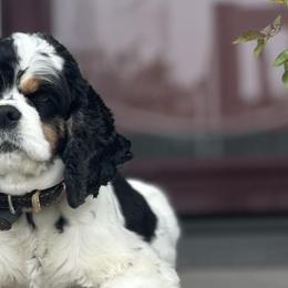 Cocker Spaniels from Reuter’s Cockers