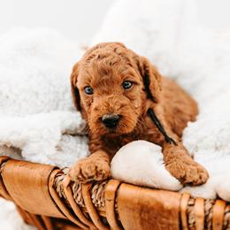 Jasper - Red male Australian Cobberdog puppy in Sarasota, Florida from Labe's Australian Cobberdogs