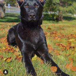 German Shepherd Puppies from North Mountain Kennels