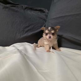 Wolf - Chocolate sabled fawn male Chihuahua puppy in Royal Center, Indiana from Marvelous Chihuahuas
