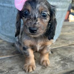 Girl 1 - Dapple female Dachshund puppy in Payette, Idaho from NT Mini Doxies
