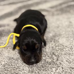 Girl 4 - Black and rust female Doberman Pinscher puppy in Lake City, Florida from Paintedcrazy Doberman Pinchers