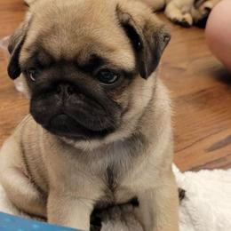 Pug Puppies from Pickwick Pugs