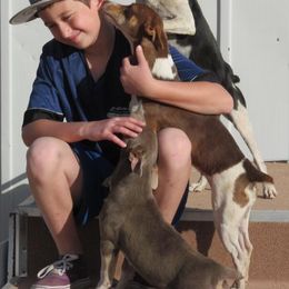 Rat Terrier Puppies from Dynamite Rat Terriers