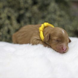 Velvet - Red male Cavapoo puppy in Queen Creek, Arizona from Dulcito Doodles