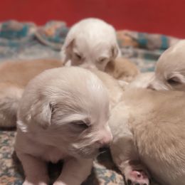 Great Pyrenees Puppies from Blue Hills Farm