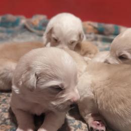 Great Pyrenees Puppies from Blue Hills Farm