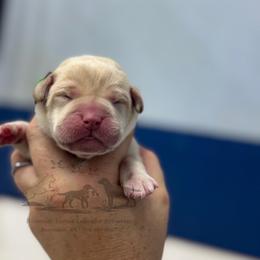 Green - Yellow male Labrador Retriever puppy in Beaverdam, Virginia from Riverside Sunset Labrador Retrievers