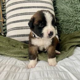 Girl 5 - Mahogany and white Saint Bernard puppy in Albany, Georgia from Magnolia Saint Bernards