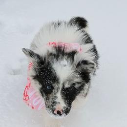 Dr Fuzzby - White and blue merle female Border Collie puppy in Avilla, Indiana from Borderline Kennels
