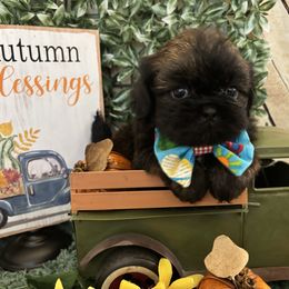 Copper - Gold male Shih Tzu puppy in Claremont, California from Lovable Shih Tzus