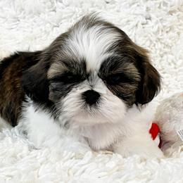 AKC Baby bobby - Tricolor male Shih Tzu puppy in Greenville, South Carolina from Babyface Shih Tzu