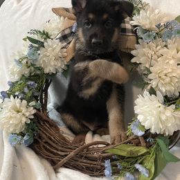 Shadow - Black and red German Shepherd puppy in Jacksonville, Florida from J & J Ranch