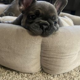 French Bulldog Puppies from Jessicah's Frenchies Michigan's French Bulldog Breeder