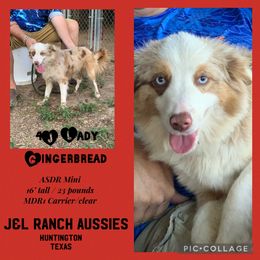 Ginger - Miniature Australian Shepherd