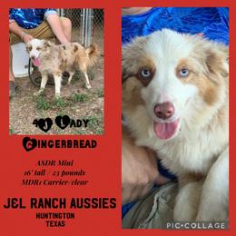 Ginger - Miniature Australian Shepherd